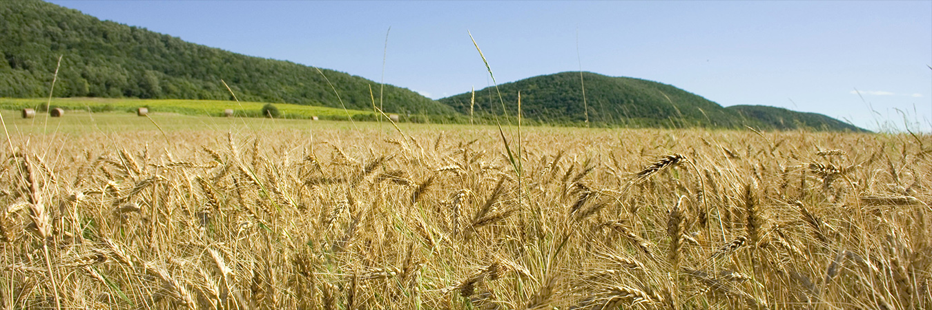 Wheat field